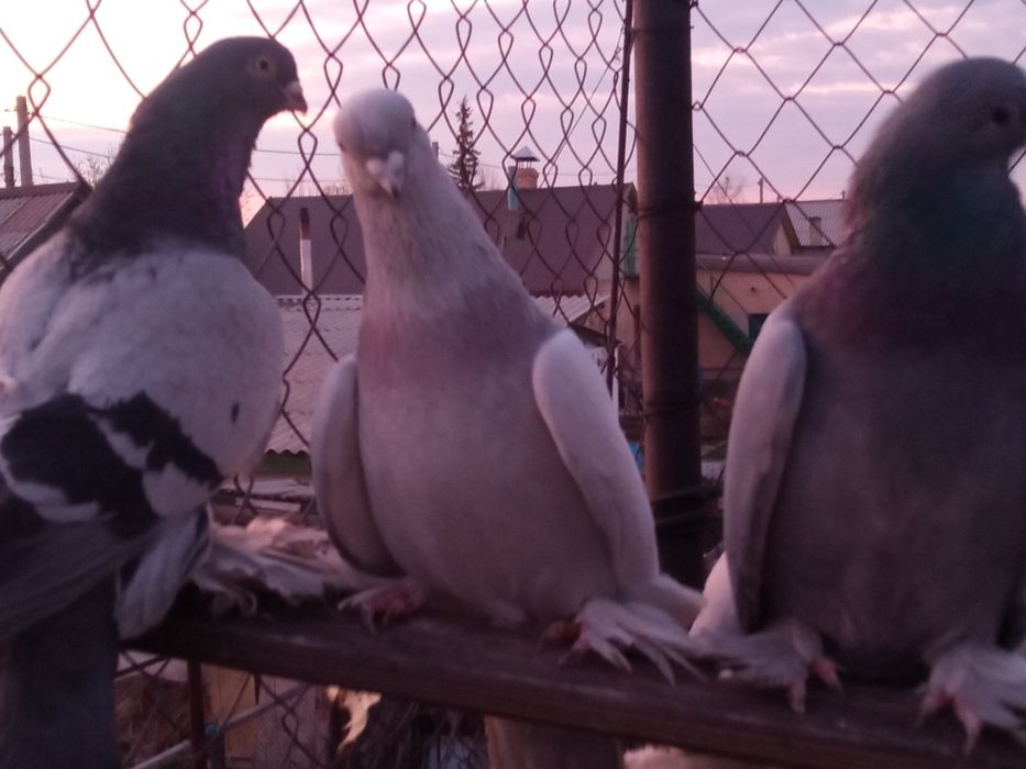 Продаю голубей самцы