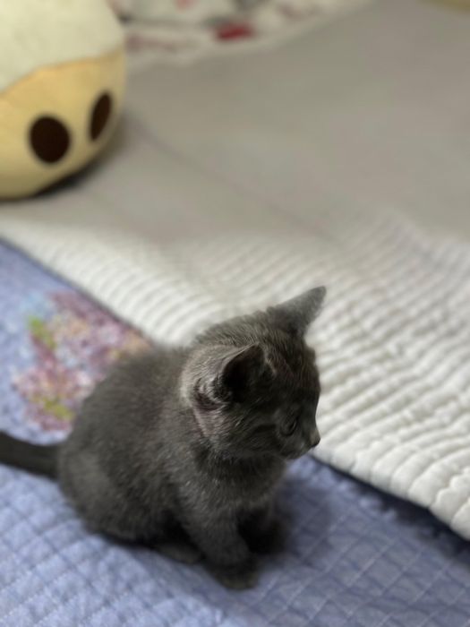 Кошка в хорошие руки