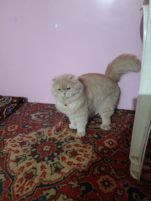 SHATLANSKIY mushuk sotiladi