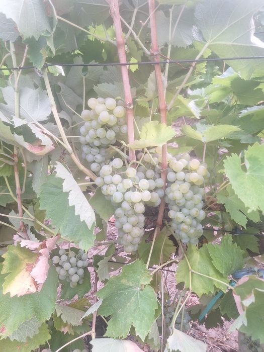 Stuguri de vin de vinzare