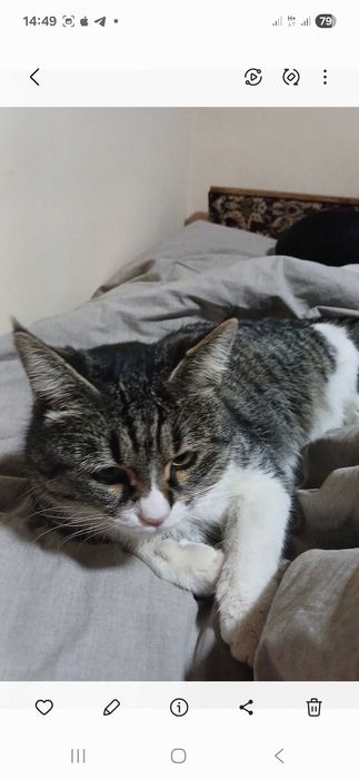 Котик 1 год помесь с шотландской вислоушкой