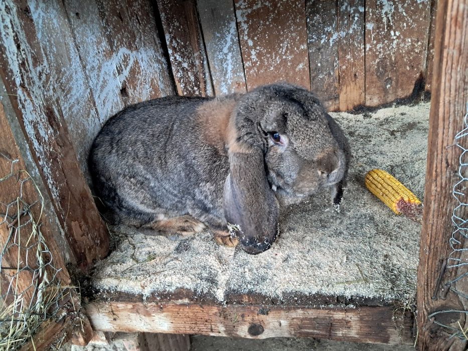 Iepuri berbec german