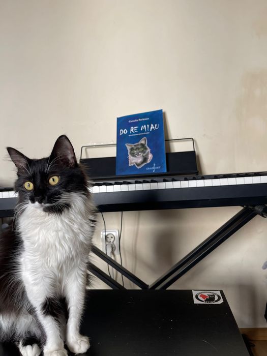 Lectii meditatii pian si teorie muzicala