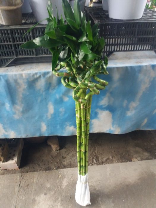Продается растения бамбук