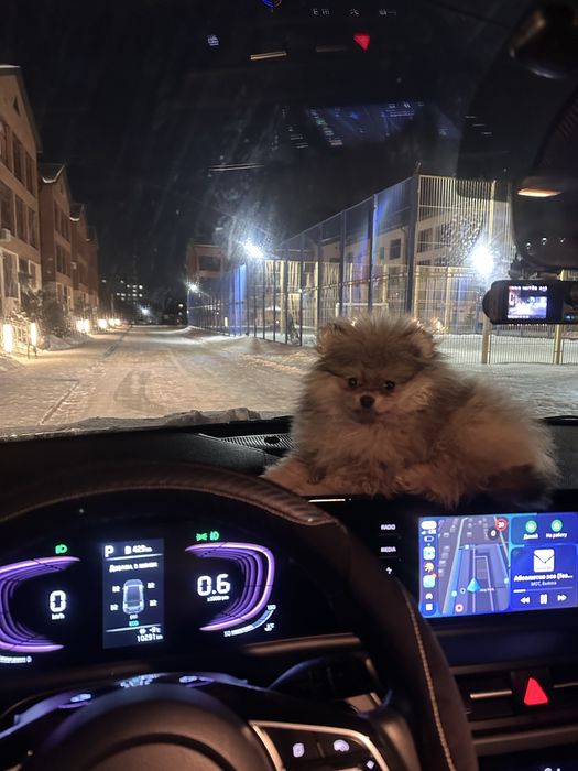 Щпиц померанский