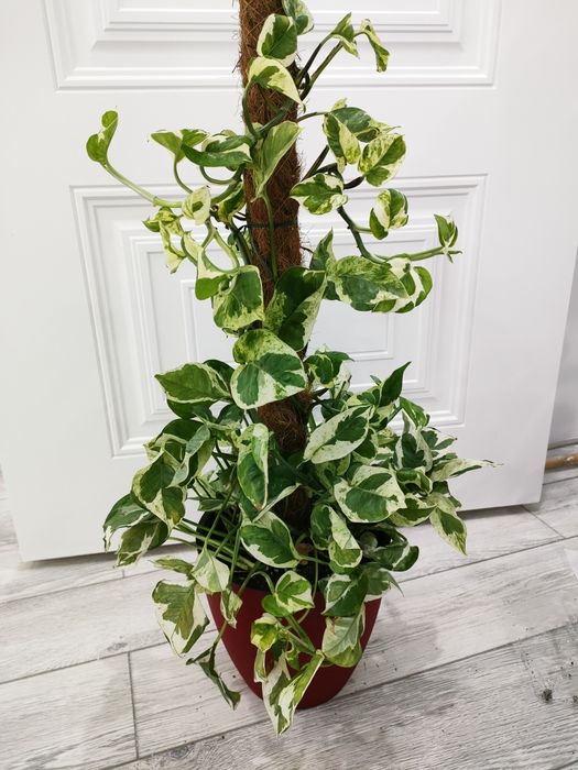 Комнатные цветы.. Доставка