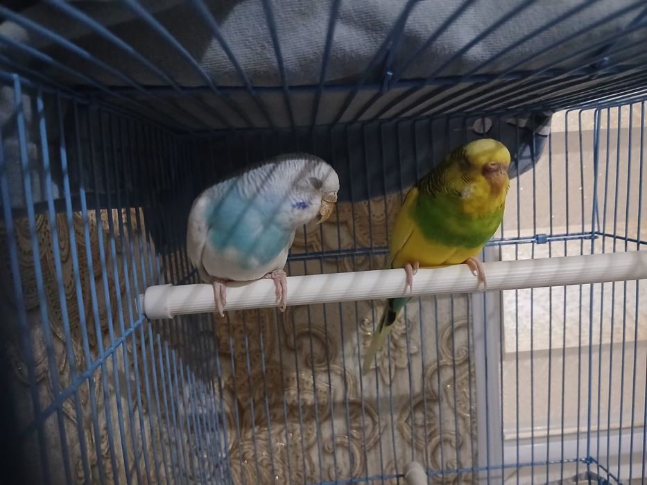 попугай девочка и мальчик 6 месецов