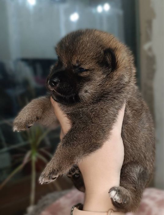 Собачки сиба ину