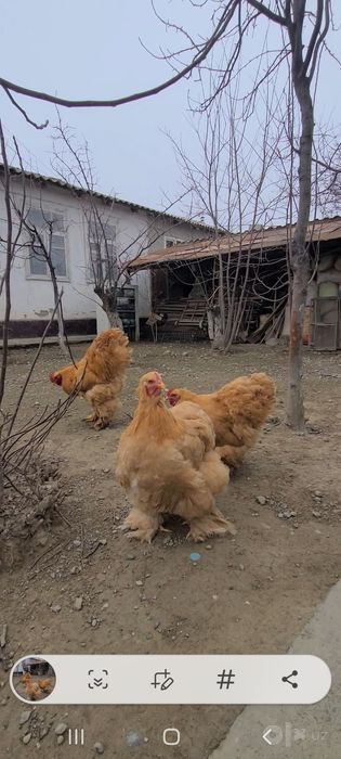 Паливый кохинхин сотилади