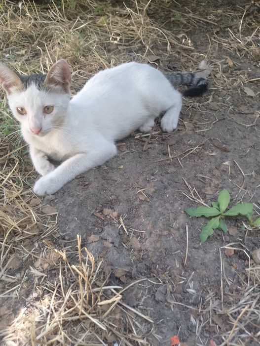 Предлагам малки котета за осиновяване