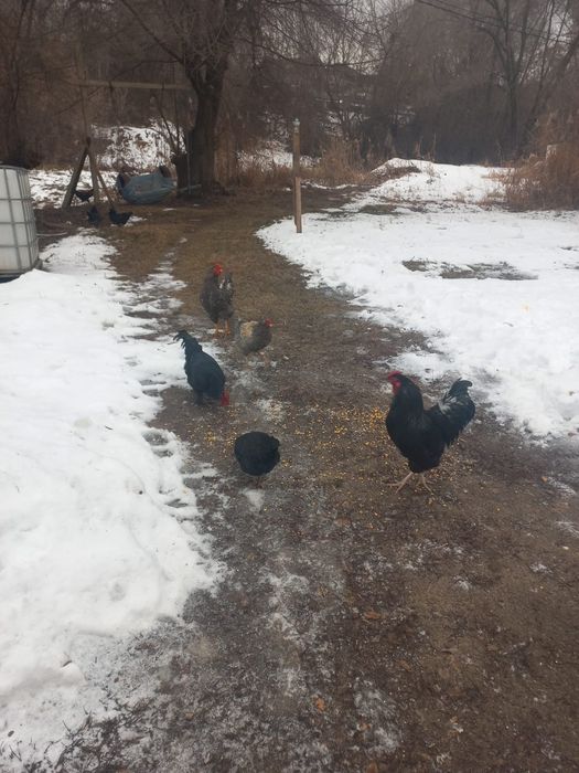 Тауықтар сатылады