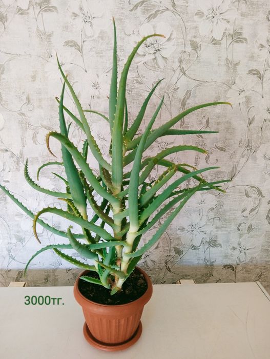 Продам комнатные цветы