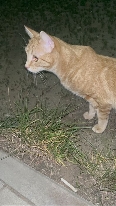Шотландский прямоухий кот