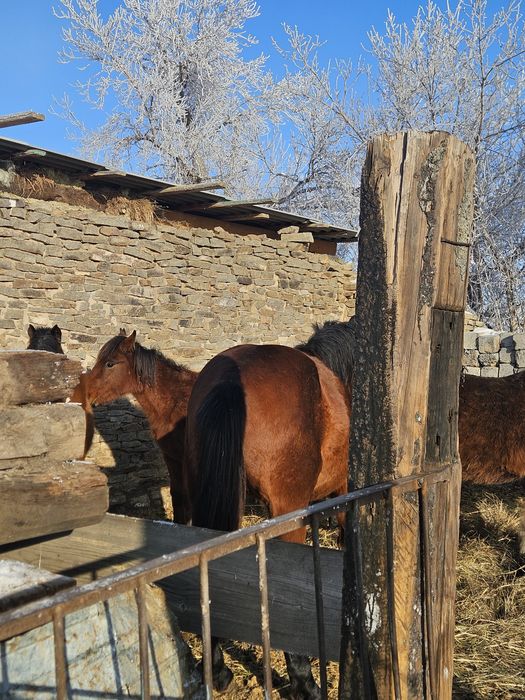 Айғыр Жеребец торы