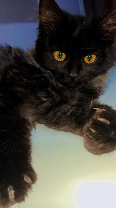 Шикарный котёнок