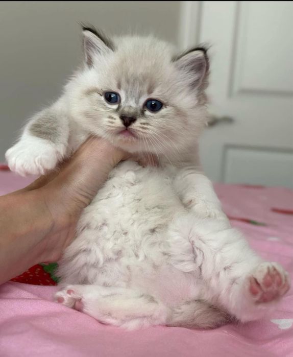 Ragdoll puiut frumos