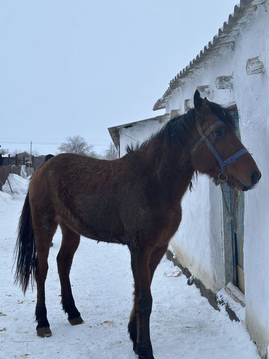 Сатылады . Ат 4 жасар мінгі