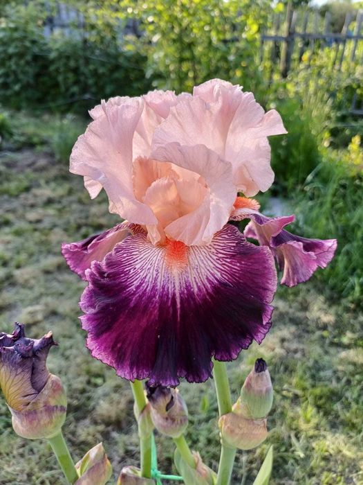 Дача 6 соток, с/т Дружба-1