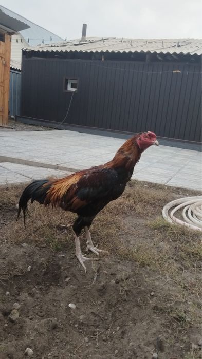 Продам двух петухов