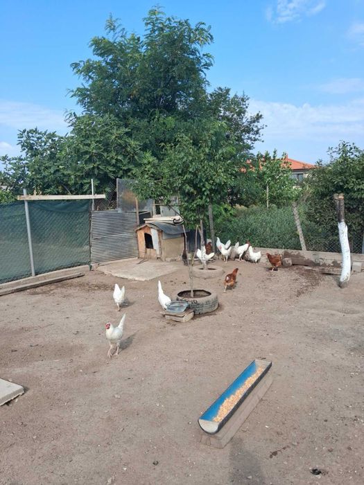 Продавам сводони ярки