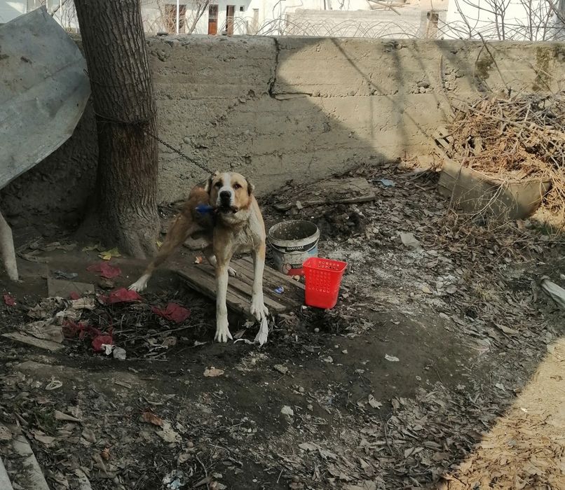 Alabay it sotiladi aqlli 2 yillik