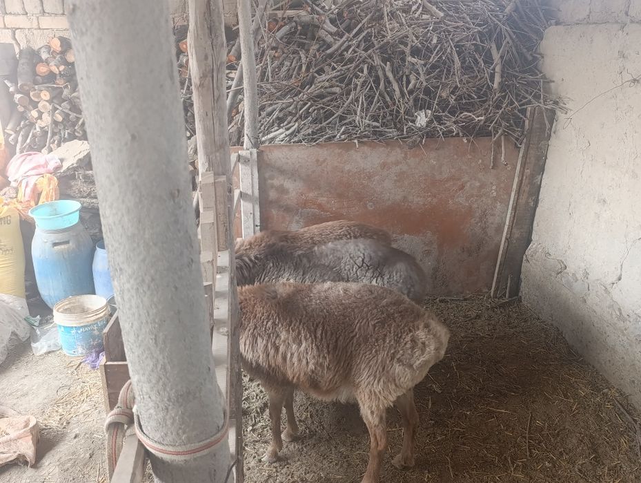 Арашан куйлар сотилади