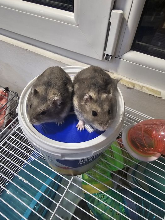 Donez Hamster baiat