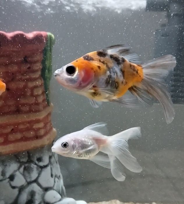 Отдам трёх золотых рыбок