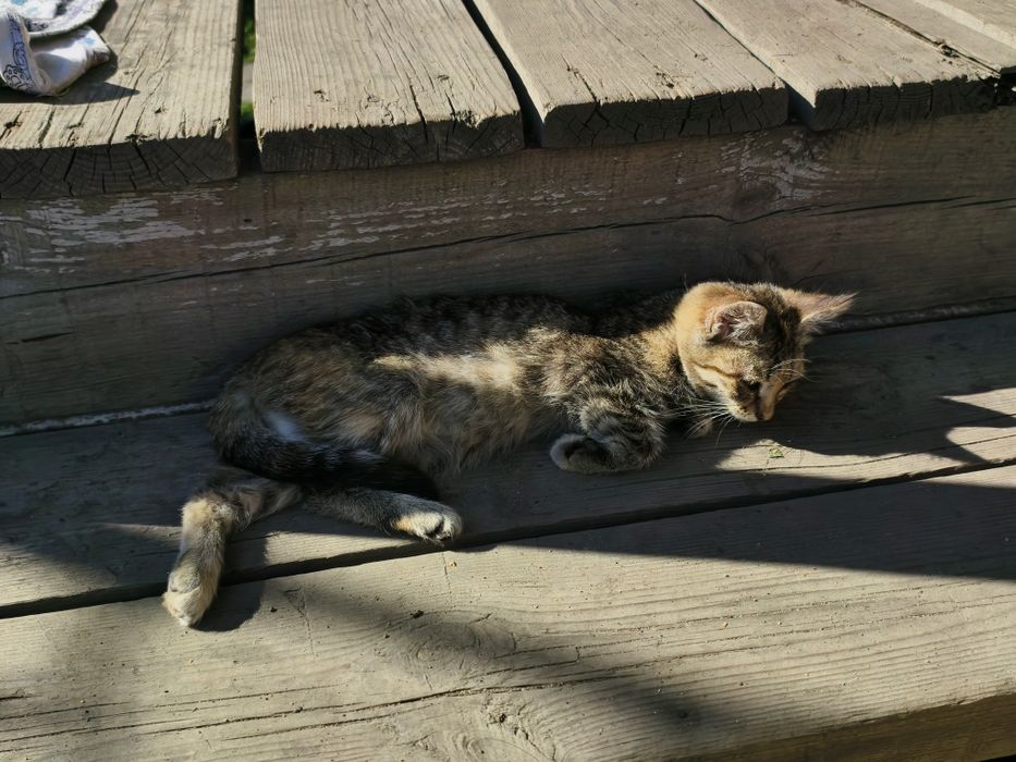 отдам котят и кошку