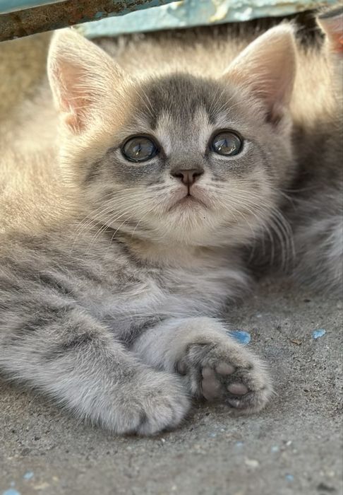 Отдам котят в добрые руки!!!