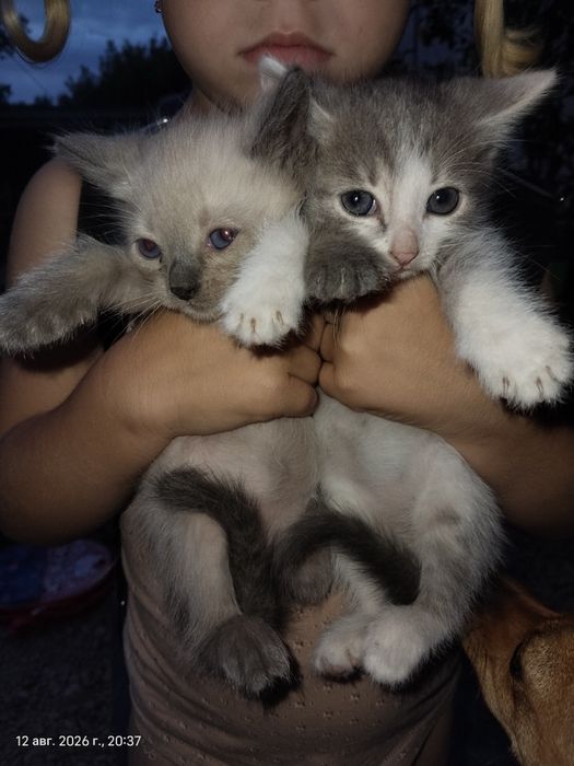 Отдам котят в добрые руки