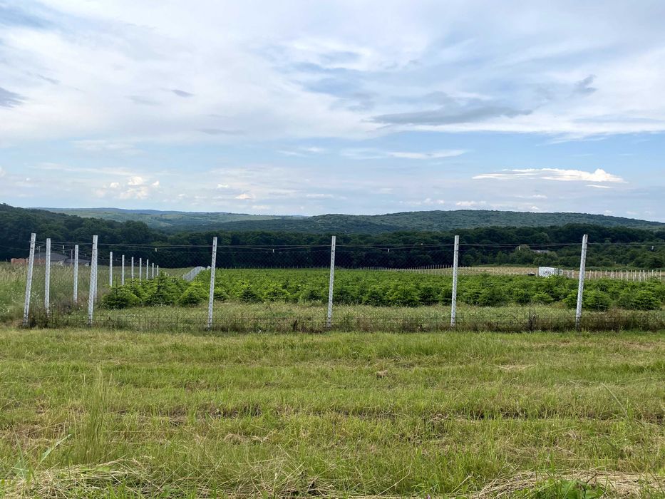 Teren Saldabagiu de Munte