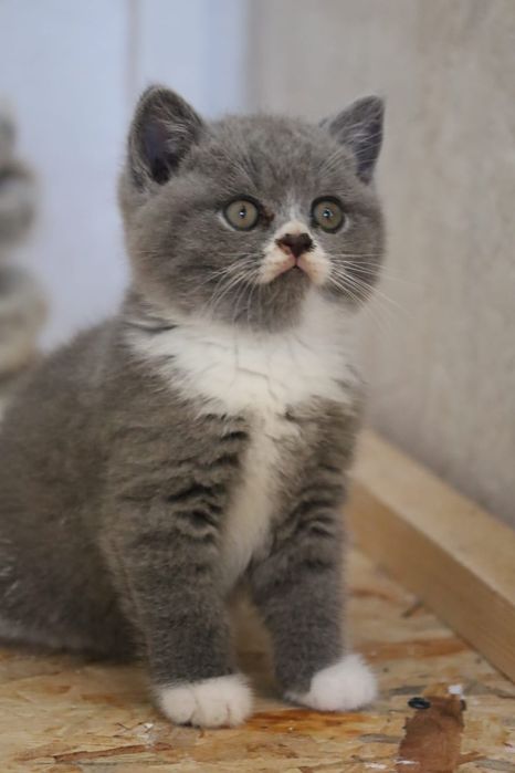 Brits korthaar katten