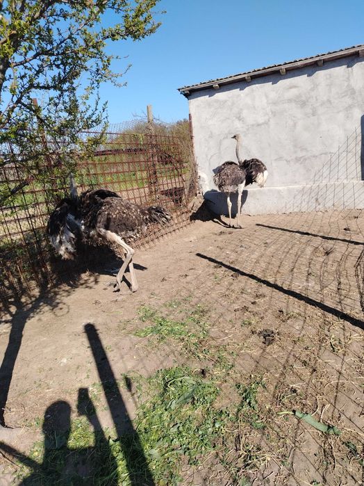 struți păsări vârstă 9 luni