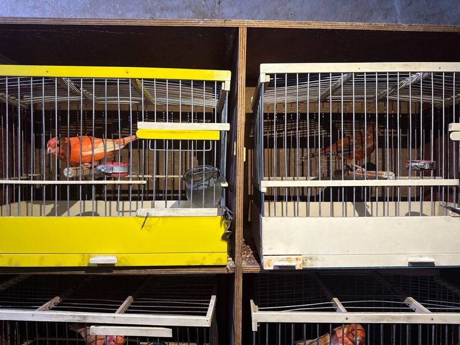 Sayraydigan Kanareykalar