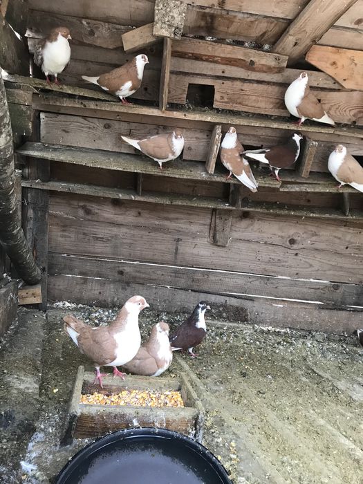 Porumbei galateni jucatori