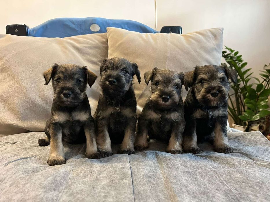 Мини шнауцер/ цверг шнауцер