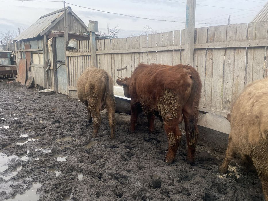 Продам 6 быков.