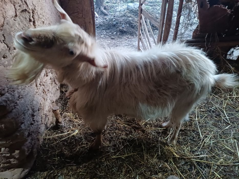 Така 4 йош ок рангли