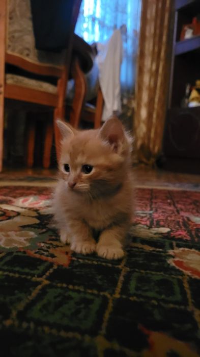 Отдам котят в хорошие руки