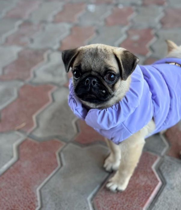 Чистокровная девочка мопс