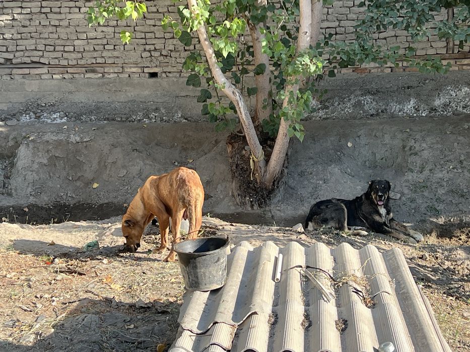 Alabay zotli kuchuklar va onasi sotiladi rasmda otasi bn onasi