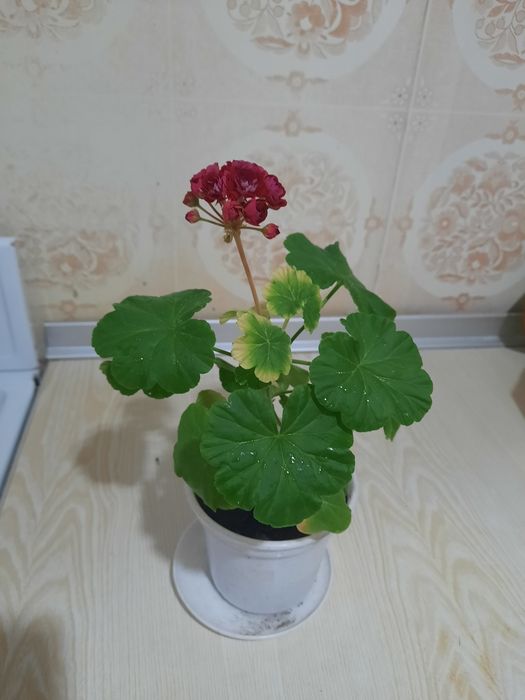Цветы   герань   .