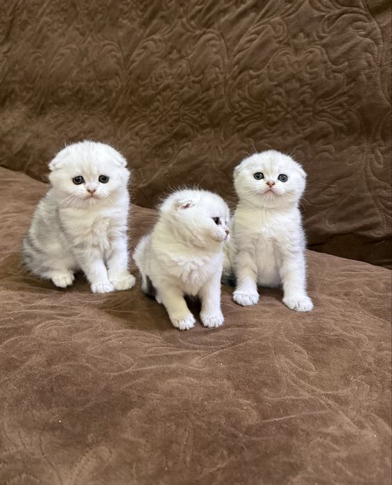 Котята шотландские вислоуихие