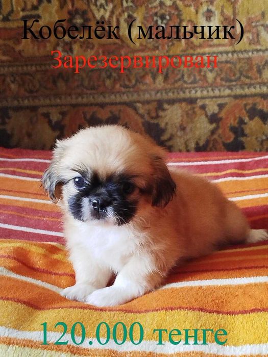 Продам щенков "Пекинесиков"