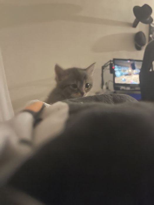 Отдаем котят смесь британца и рэгдолл