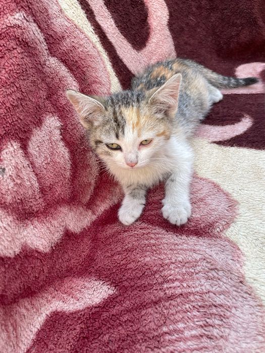 Отдам котят в добрые руки.