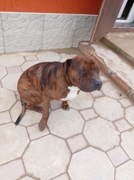 Питбуль кубинский