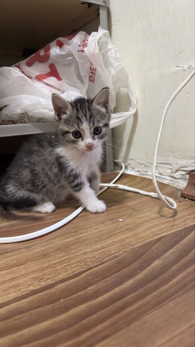 Продаюся котята. Мальчик и девочка.