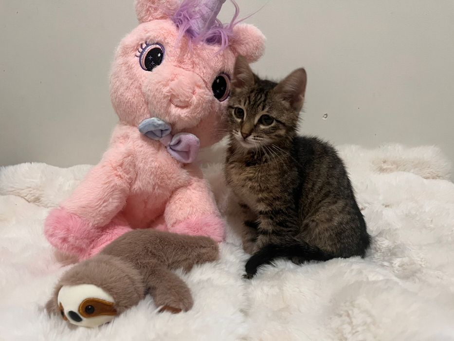 Добрейший котенок в добрые руки